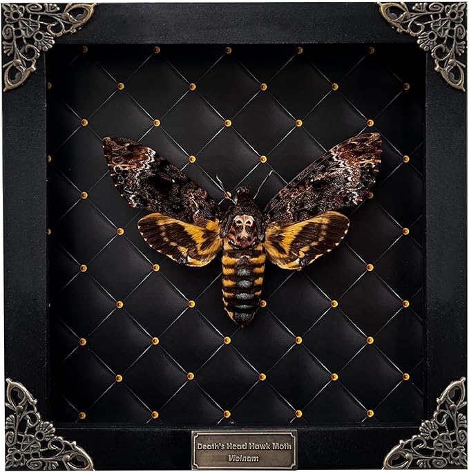 Real Framed Death Head Moth Handmade Shadow Box Skull Moth Butterfly Unique Gift Entomology Unique Insect Taxidermy Gothic Decor Collectables Wall Art Home Decor K18-01-NEM-MT