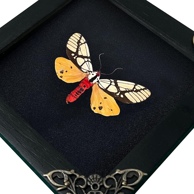 Real Yellow Moth Butterfly Shadow Box Gothic Décor Spooky Gifts Dried Entomology Insect Lover Taxidermy Specimen Display Wall Decor K12-14-DE