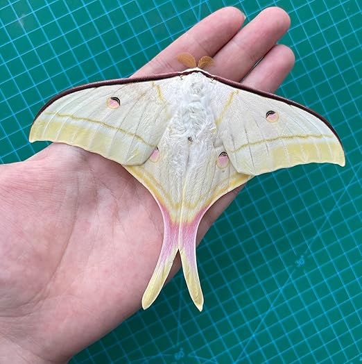 vinatimes 2 Real Luna Moth Butterfly Specimen Artwork Dead Animal Unmounted Preserved Entomology Gifts Taxidermy Oddity Scientific Lover Insect Art Display Gallery Decoration Indoor Home 2BU33-DUC