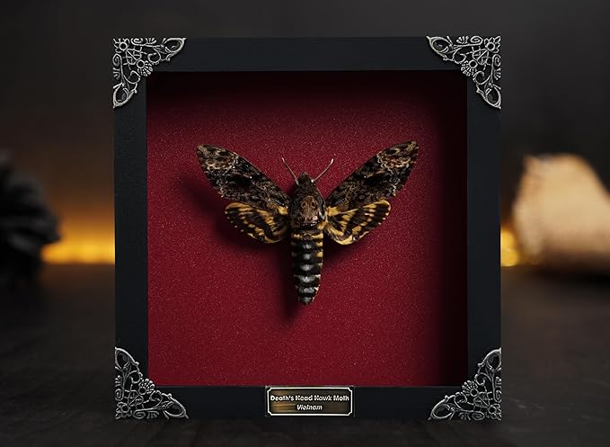 Real Framed Death Head Moth Shadow Box Unique Taxidermy Oddity Specimen Entomology Insect Witchy Gothic Decor Gallery Home Room Decor K18-01-DO
