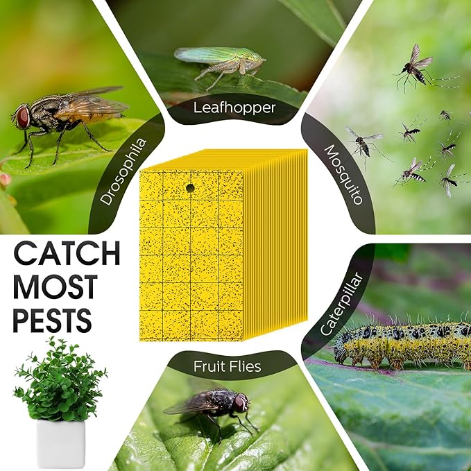 Qualirey 150 Pcs 6'' X 8'' Sticky Trap for Gnats Dual Side Sticky Fruit Fly Trap with Tie Plant for Flying Insect Fungus Bugs Flying Catcher for Indoor