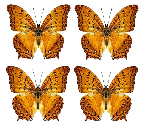 vinatimes 4 Real Butterfly Specimen Collection Butterflies Mounted Dead Animal Preserved Entomology Taxidermy Oddity Scientific Lover Insect Nature Art Artwork Display Gallery Decor Decoration Indoor Home BU31X4
