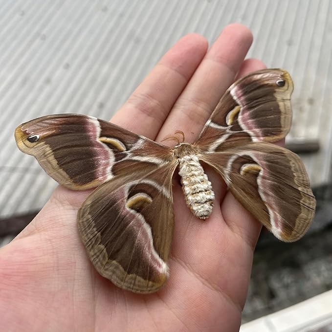 Framed Samia Cynthia Silkmoth Butterfly Specimen Insect Gothic Home Decor Spooky Entomology Taxidermy Gift Oddity Curiosities Wall Decor K16-42-TR