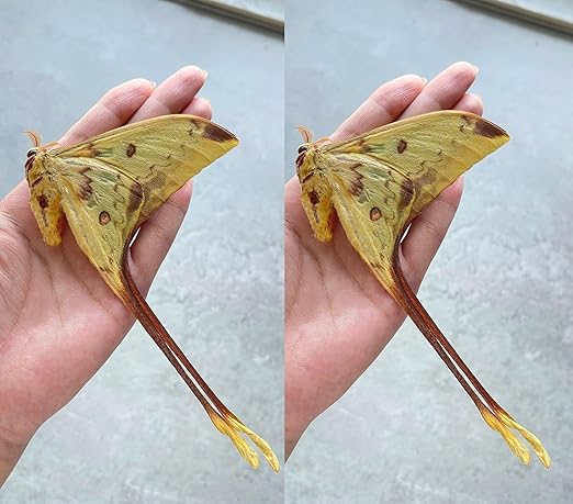 2 Real Comet Moth Butterflies Close Wings Specimen Collection Mounted Preserved Entomology Taxidermy Oddity Scientific Lover Insect Artwork Display Gallery Decor Decoration Indoor Home BUOM121X2