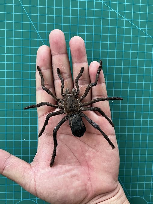 2 Real Spider Specimen Collection Bugs Mounted Dead Animal Preserved Entomology Taxidermy Oddity Scientific Lover Insect Office Desk Art Artwork Display UM-18