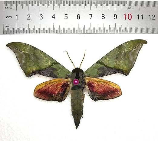 vinatimes Real Moth Butterfly Specimen Collection Butterflies Mounted Dead Animal Preserved Entomology Taxidermy Oddity Scientific Lover Insect Nature Art Artwork Display Gallery Decor Decoration Indoor Home BU-06