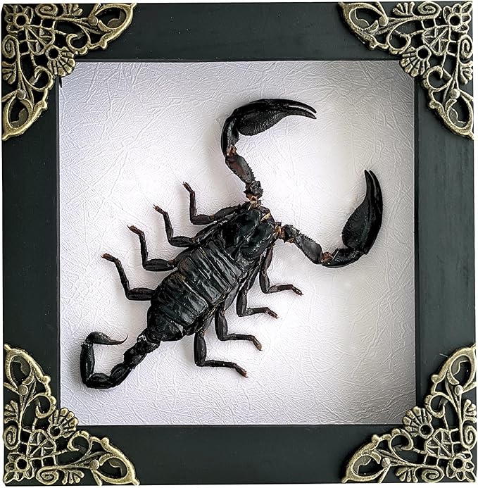 Real Scorpion White Framed Dried Bug Beetle Shadow Box Entomology Wooden Insect Handmade Taxidermy Wall Hanging Decor Decoration Artwork Tabletop Living K12-51-TR