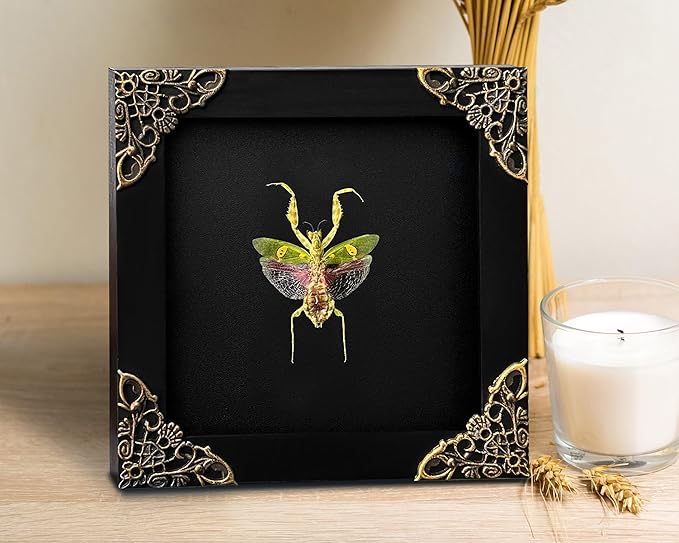Real Green Mantis Shadow Box Framed Insect Specimen Art in Black Wood Frame Realistic Beetle Display for Entomology Decor Oddities Insect Lovers Wall Art Gift K12-62-DE