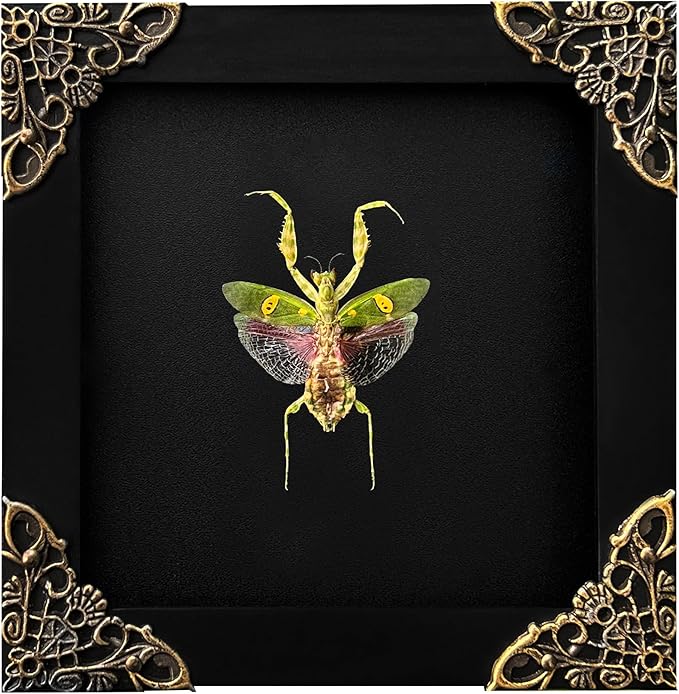 Real Green Mantis Shadow Box Framed Insect Specimen Art in Black Wood Frame Realistic Beetle Display for Entomology Decor Oddities Insect Lovers Wall Art Gift K12-62-DE