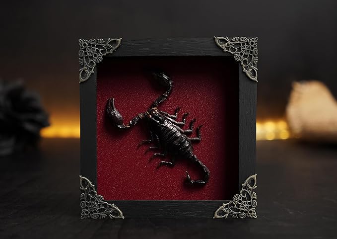 Real Giant Scorpion Framed Dried Beetle Shadow Box Entomology Wooden Insect Handmade Taxidermy Wall Art Decor Decoration Tabletop Living Home K14-51-DO