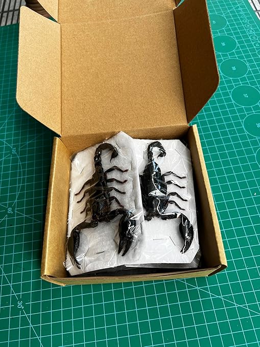 Real Giant Scorpion Specimen Preserved Dried Insect Dead Bug Unmounted Raw Oddity Taxidermy Entomology Artwork Creepy Aesthetics Spooky Curiosities Gothic Home Decor Wall Crafts BO-51