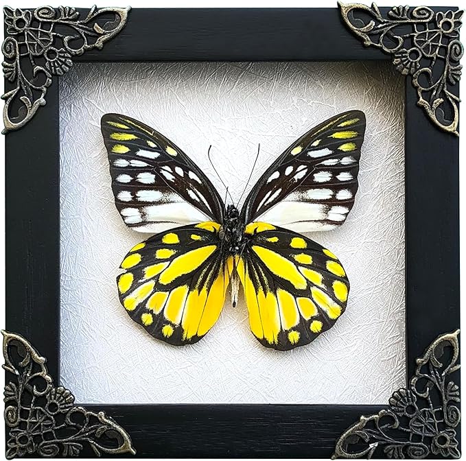 Real Yellow Butterfly White Framed Butterflies Dead Insect Dried Shadow Box Entomology Specimen Display Oddity Taxidermy Decor Living Home K12-10-TR