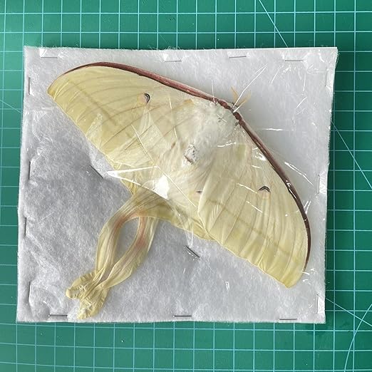 2 Real Luna Moth Butterfly Specimen Collection Mounted Dead Animal Preserved Entomology Taxidermy Oddity Scientific Lover Insect Art Artwork Display Gallery Decor Decoration Indoor Home 2BU33