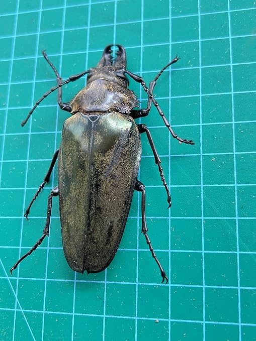 Real Asian Stag Beetle Preserved Specimen Unmounted Taxidermy Bug Insect Entomology Collection Oddities Curiosities Gothic Decor for Home Dark Witchy Display Creepy and Emo Gifts