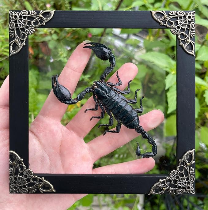 Real Giant Scorpion Framed Dried Beetle Shadow Box Entomology Wooden Insect Handmade Taxidermy Wall Art Decor Decoration Tabletop Living Home K14-51-KINH