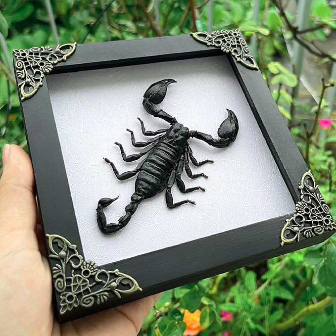 Real Giant Scorpion Framed Dried Beetle Shadow Box Entomology Wooden Insect Handmade Taxidermy Wall Art Decor Decoration Tabletop Living Home K14-51-TR