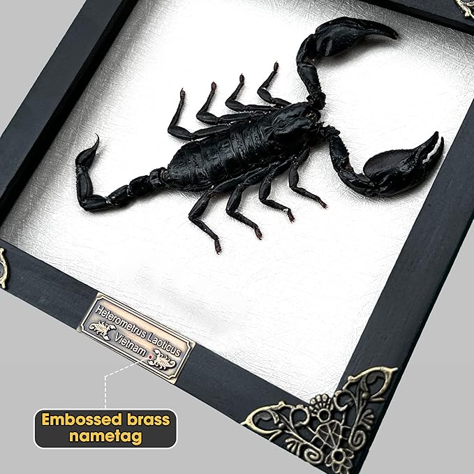 Real Scorpion White Wooden Frame Shadow Box Dried Insect Lover Taxidermy Dead Bug Taxadermy Specimen Display Wall Art Hanging Decoration Home Living Décor K16-51-TR