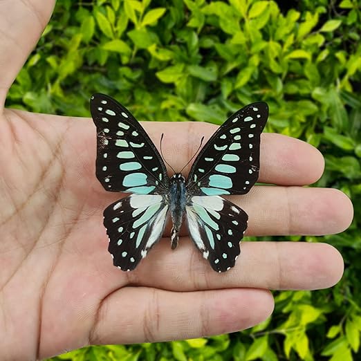 4 Real Butterfly Specimen Collection Butterflies Mounted Preserved Entomology Taxidermy Oddity Scientific Lover Insect Nature Art Artwork Display Gallery Decor Decoration Indoor Home BU11X4