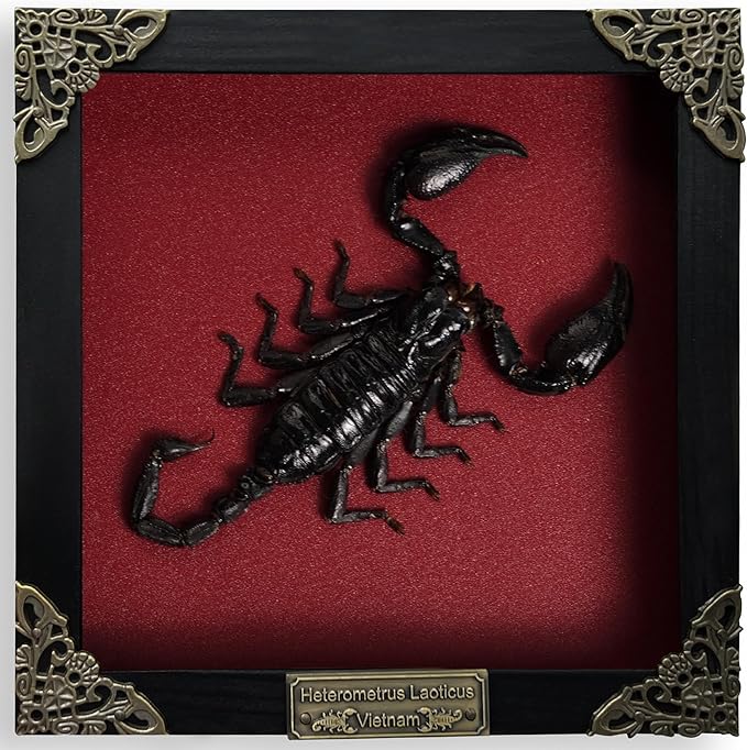 Real Large Scorpion Wooden Frame Shadow Box Dried Insect Lover Taxidermy Dead Bug Entomology Specimen Display Wall Art Hanging Decoration Home Living Décor K16-51-DO