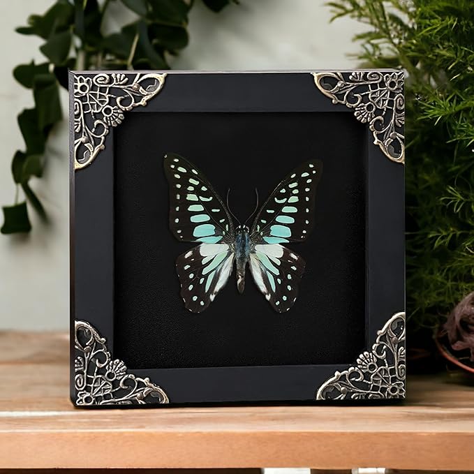 Real Butterfly Black Framed Butterflies Shadow Box Bug Wooden Insect Specimen Entomology Oddity Taxidermy Handmade Decor Wall Hanging K12-11-DE