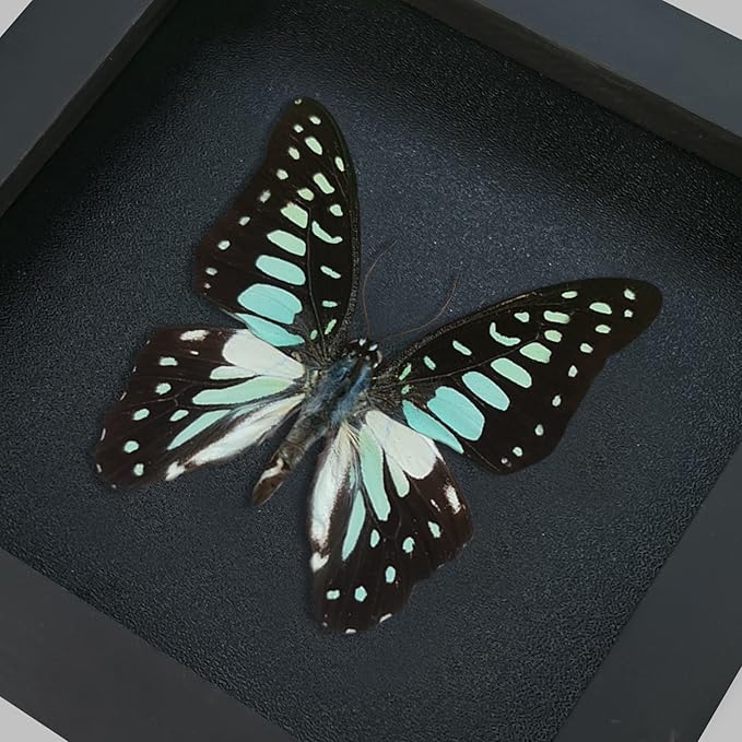 Real Butterfly Black Framed Butterflies Shadow Box Bug Wooden Insect Specimen Entomology Oddity Taxidermy Handmade Decor Wall Hanging K12-11-DE