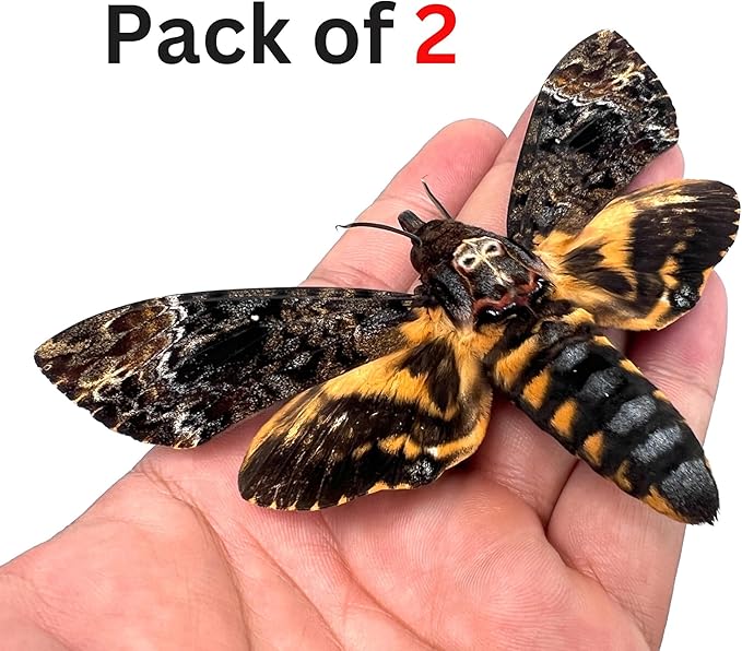 vinatimes Lot of 2 Real Death Head Moth Acherontia Hawkmoth Mounted Skull Moth Entomology Dried Insect Butterfly Taxidermy Oddity Artwork 2MCU