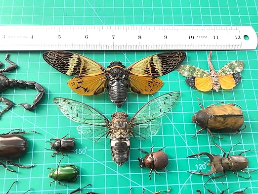 vinatimes 15 Mixed Real Beetle Cicada Bee Scorpion Preserved Dried Insect Pinning Entomology Gifts Collection Taxidermy Unmounted Specimen Raw Oddity Artwork BOSET10