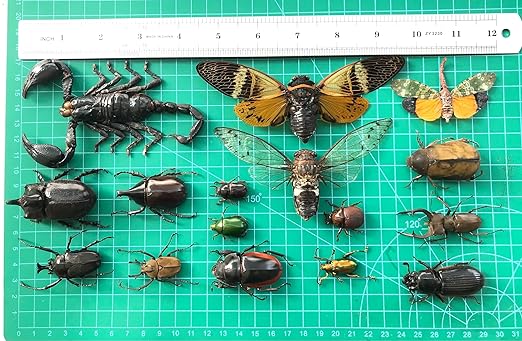 vinatimes 15 Mixed Real Beetle Cicada Bee Scorpion Preserved Dried Insect Pinning Entomology Gifts Collection Taxidermy Unmounted Specimen Raw Oddity Artwork BOSET10
