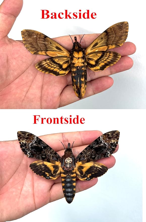vinatimes Lot of 2 Real Death Head Moth Acherontia Hawkmoth Mounted Skull Moth Entomology Dried Insect Butterfly Taxidermy Oddity Artwork 2MCU