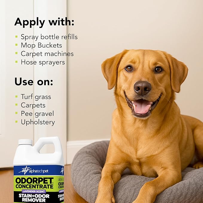 OdorPet Pet Stain Remover and Odor Eliminator - 64 Oz (Makes 2.55 Gallons of Working Solution) Non Staining, Professional Strength, Lavender Scent by Alpha Tech Pet