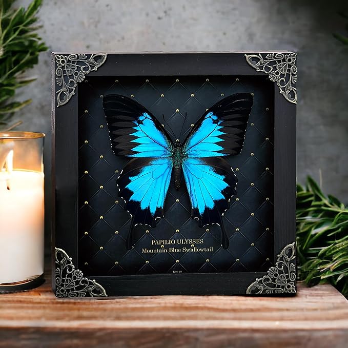 Real Blue Mountain Swallowtail Butterfly Wooden Frame Shadow Box Dried Handmade Craft Insect Lover Taxidermy Dead Bug Taxadermy Specimen Wall Decoration K16-28-NEM