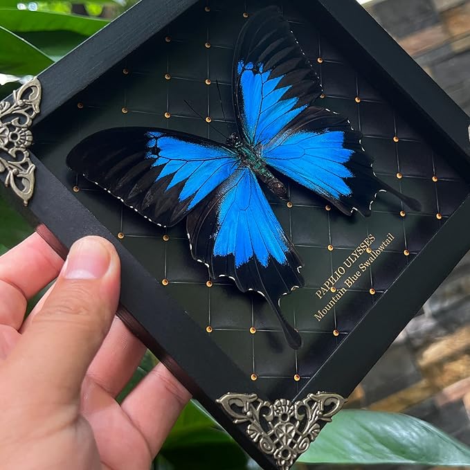 Real Blue Mountain Swallowtail Butterfly Wooden Frame Shadow Box Dried Handmade Craft Insect Lover Taxidermy Dead Bug Taxadermy Specimen Wall Decoration K16-28-NEM