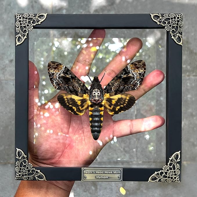 Real Framed Death Head Moth Acherontia Skull Butterfly Handmade Shadow Box for Dad Oddity Curiosities Unique Taxidermy Insect Collectables Wall Art Home Decor Bedroom K18-01-KINH