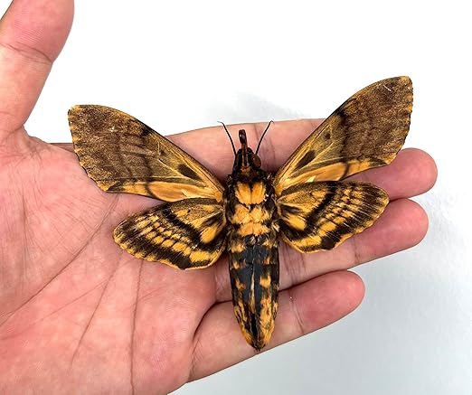 vinatimes Real Death Head Moth Acherontia Hawkmoth Mounted Skull Moth Entomology Dried Insect Butterfly Taxidermy Oddity Artwork 1MCU