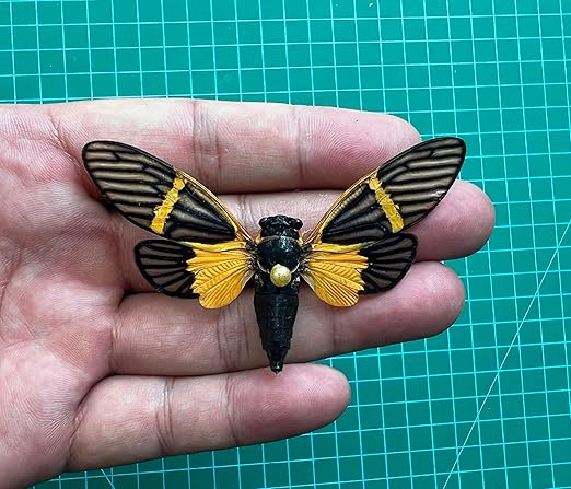 Real Cicada Beetle Spcimen Preserved Dried Insect Dead Bug Unmounted Raw Oddity Taxidermy Entomology Artwork Creepy Aesthetics Spooky Curiosities Gothic Home Decor Wall Crafts VE80X4