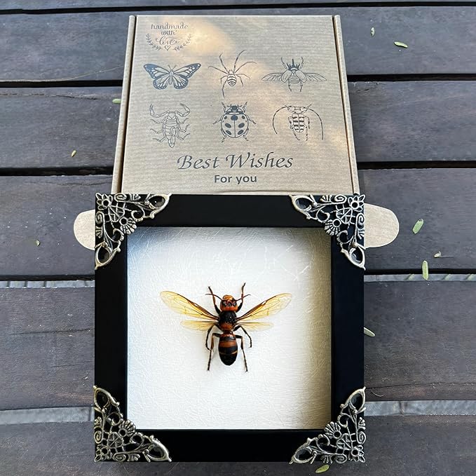 Real Wasp Murder Hornet Beetle Handmade White Wooden Frame Shadow Box Taxidermy Specimen Display Wall Art Hanging Decoration Artwork Home Décor K12-54-TR
