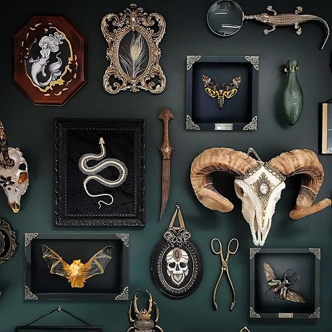 Real Framed Death Head Moth Shadow Box Unique Taxidermy Oddity Specimen Entomology Insect Witchy Gothic Decor Gallery Home Room Decor K18-01-DO