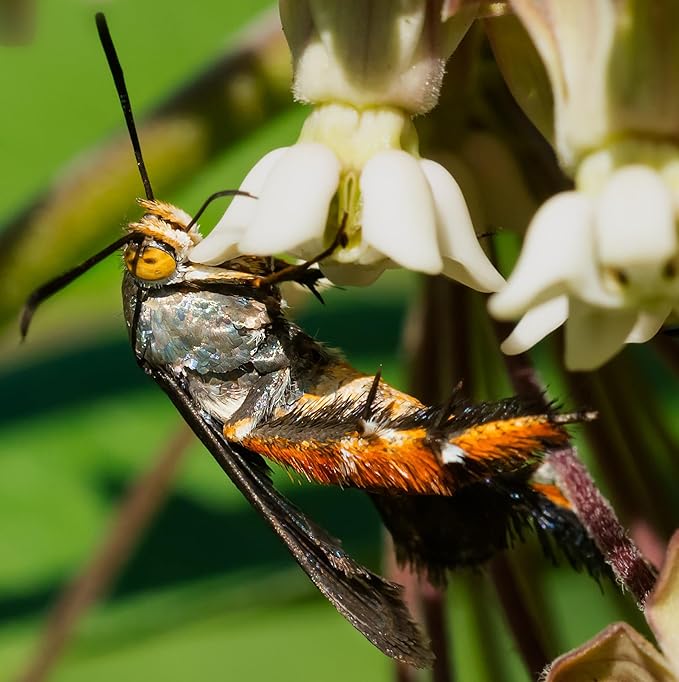 VivaTrap VT-100 Squash Vine Borer Moth Trap & Lure (2 Pack, 8 Week)