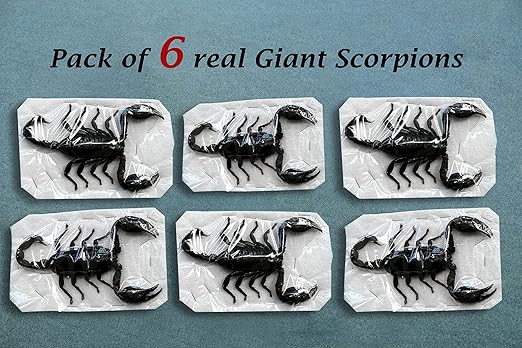 vinatimes 6 Pcs of Real Giant Scorpion 7" Preserved Large Beetle Bug Dried Pinning Entomology Taxidermy Scientific Unmounted Raw Specimen Oddity Collection Artwork UM11