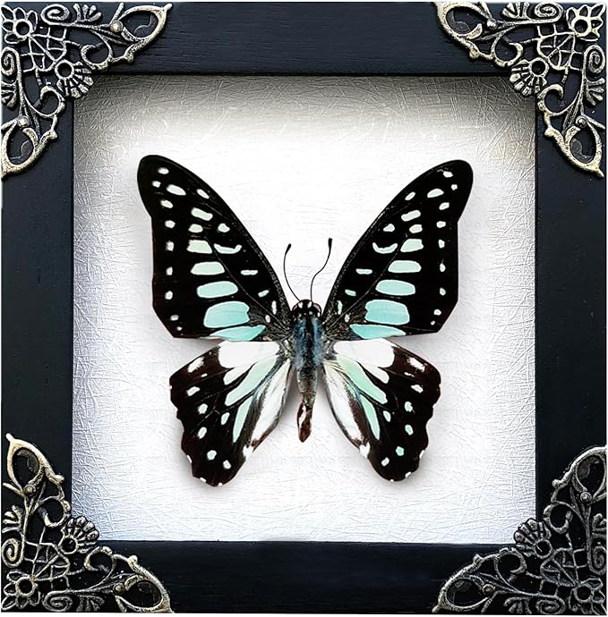 Real Butterfly White Framed Butterflies Shadow Box Bug Wooden Insect Specimen Entomology Oddity Taxidermy Handmade Decor Wall Hanging K12-11-TR