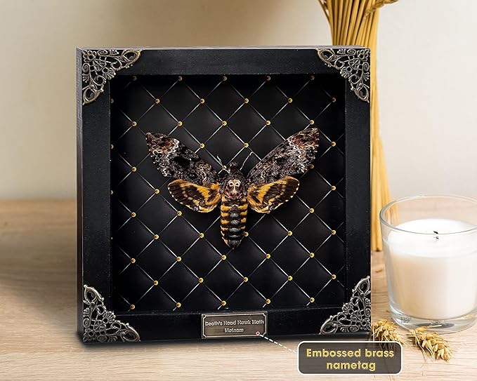 Real Framed Death Head Moth Handmade Shadow Box Skull Moth Butterfly Unique Gift Entomology Unique Insect Taxidermy Gothic Decor Collectables Wall Art Home Decor K18-01-NEM-MT