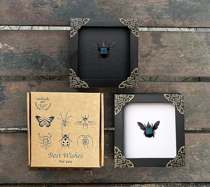 Real Blue Bee Black Wooden Frame Shadow Box Dried Vietnam Insect Lover Taxidermy Dead Bug Taxadermy Specimen Display Wall Decoration K12-61-DE