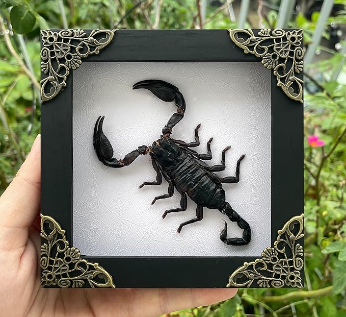 Real Scorpion White Framed Dried Bug Beetle Shadow Box Entomology Wooden Insect Handmade Taxidermy Wall Hanging Decor Decoration Artwork Tabletop Living K12-51-TR