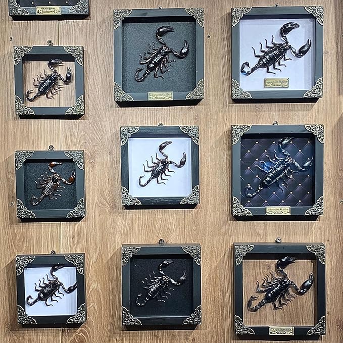 Real Giant Scorpion Framed Dried Beetle Shadow Box Entomology Wooden Insect Handmade Taxidermy Wall Art Decor Decoration Tabletop Living Home K14-51-DO