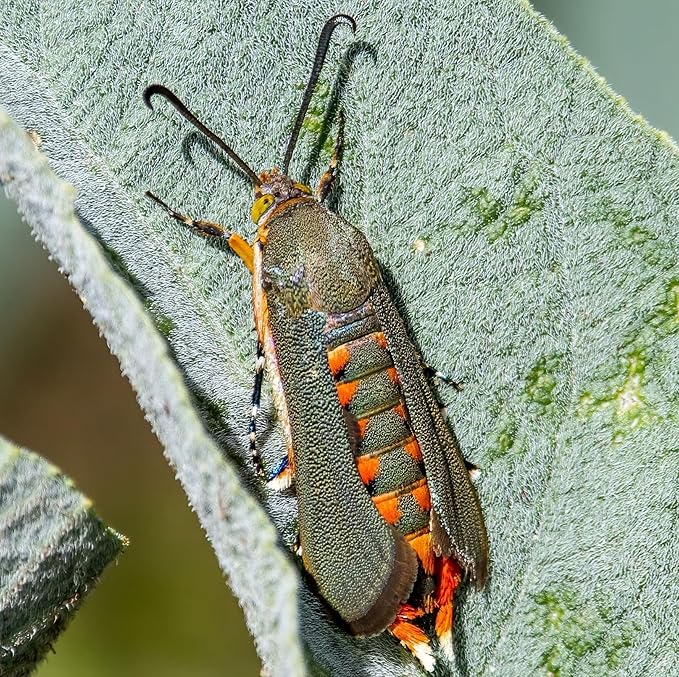 VivaTrap VT-100 Squash Vine Borer Moth Trap & Lure (2 Pack, 8 Week)