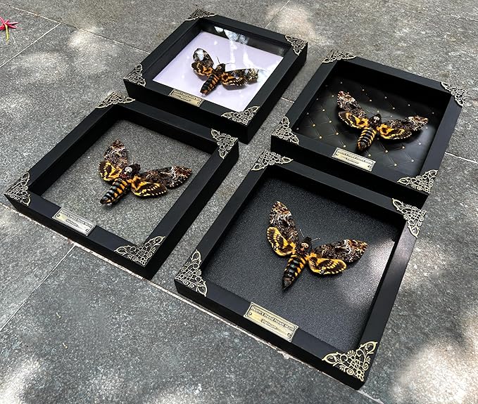 Real Framed Death Head Moth Handmade Shadow Box Skull Moth Butterfly Unique Gift Entomology Unique Insect Taxidermy Gothic Decor Collectables Wall Art Home Decor K18-01-NEM-MT