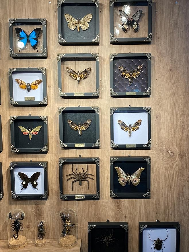 Death Head Moth Acherontia Skull Butterfly Handmade Shadow Box Oddity Curiosities Unique Gift Taxidermy Collectables Tabletop Wall Art Home Decor Living Gallery Bedroom K18-01-DE-MT