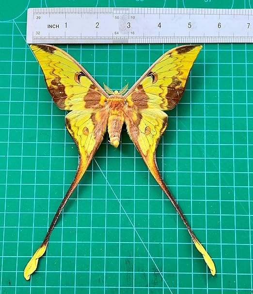 2 Real Comet Moth Butterflies Close Wings Specimen Collection Mounted Preserved Entomology Taxidermy Oddity Scientific Lover Insect Artwork Display Gallery Decor Decoration Indoor Home BUOM121X2