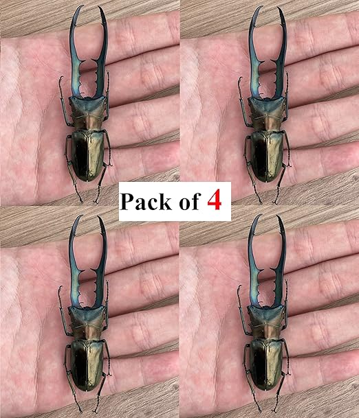 4 Real Stag Beetle Specimen Collection Bug Mounted Dead Animal Preserved Entomology Taxidermy Oddity Scientific Lover Insect Nature Art Artwork Display Gallery Decor Decoration Indoor Home BO84X4