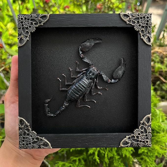 Real Scorpion Black Framed Dried Beetle Shadow Box Entomology Wooden Insect Handmade Taxidermy Wall Art Decor Decoration Tabletop Living Home K14-51-DE